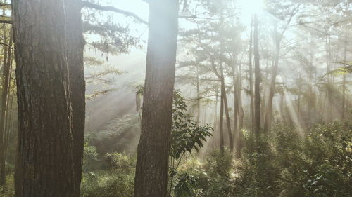 Sun shining through trees in forest