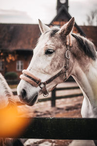 Close-up of horse