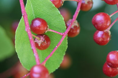 Close-up of strawberry growing on plant