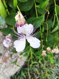 Close-up of white flowering plant