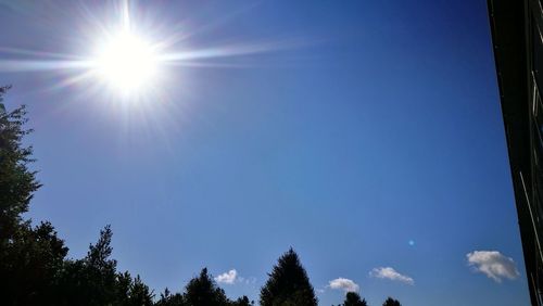 Low angle view of trees against blue sky