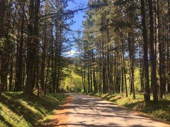 Empty road along trees in forest