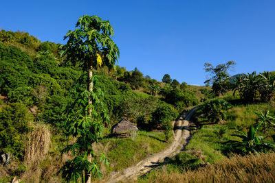 Scenic view of forest against clear blue sky