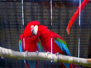 Close-up of parrot in cage