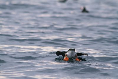 View of duck swimming in sea