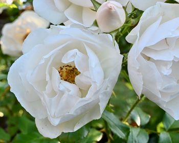 Close-up of white rose