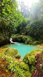 Scenic view of river amidst trees in forest