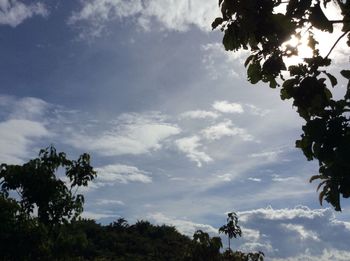 Low angle view of trees against sky