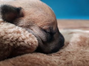 Close-up of dog sleeping