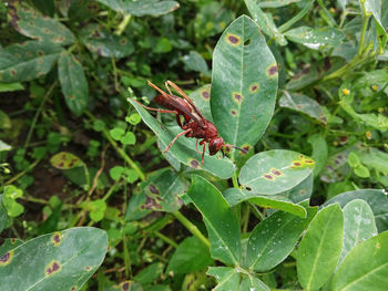 Close-up of insect on leaves