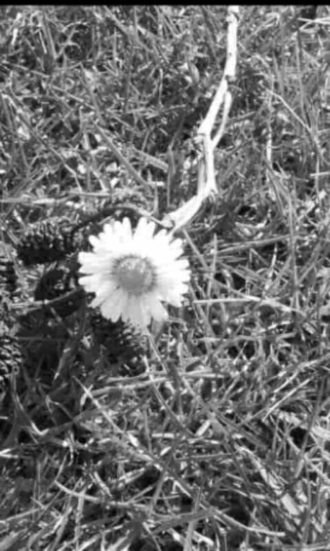 flower, growth, fragility, nature, plant, freshness, field, beauty in nature, white color, high angle view, close-up, petal, flower head, transfer print, blooming, grass, day, outdoors, no people, auto post production filter