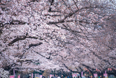 Cherry blossoms in spring