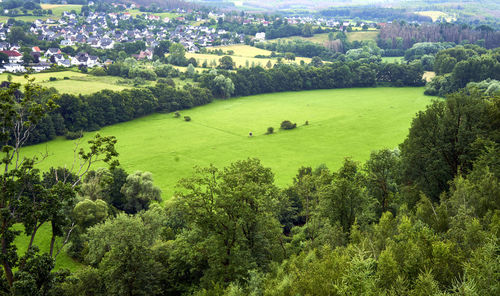 Aerial view of a meadow framed with rows of trees at the edge of a village with detached houses