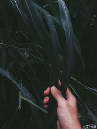 Cropped hand holding plant in forest