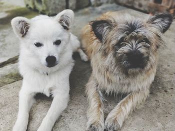 Portrait of dogs on land