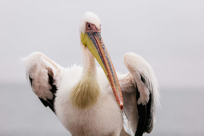 Close-up of pelican perching outdoors