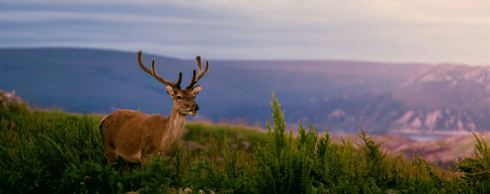 Sheep on field against sky