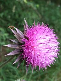 Close-up of purple thistle flower in field