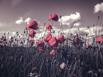 Plants growing on field against sky