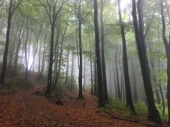 Trees in forest