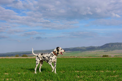 View of  a dalmatian dog on field against sky