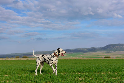 View of dog on field against sky