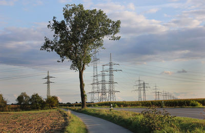 Tree by road on field against sky