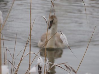 Close-up of bird perching on lake