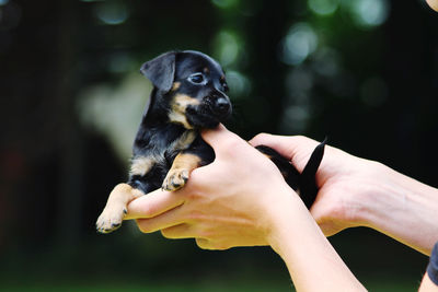 Midsection of person holding small dog