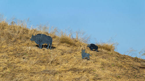 View of an animal on landscape