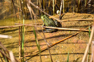 Close-up of a reptile on a field