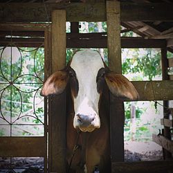 Portrait of horse in stable