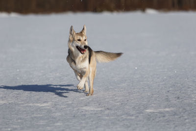 Dog running on snow covered land