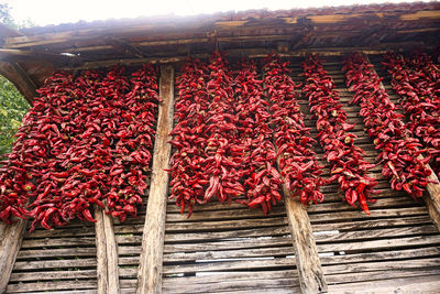 Red chili peppers hanging on roof