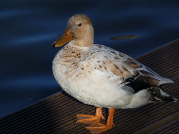 Close-up of bird perching on wood