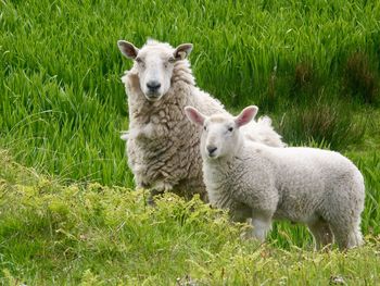 Portrait of sheep on field