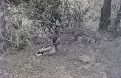 Side view of a bird on field