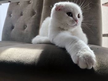 Close-up of a cat looking away