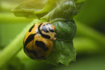 Ladybug with yellow stripes, black, walking on green leaves, beautiful morning.