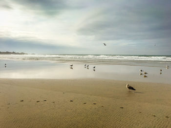 Seagulls flying over sea against sky