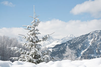 Tree on snowcapped mountain against sky