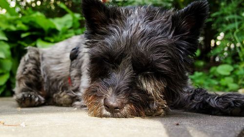 Close-up of a dog lying down