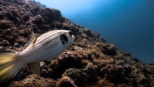 Narrow-lined pufferfish at mariveles