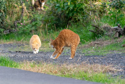 Full length of a cat walking on ground