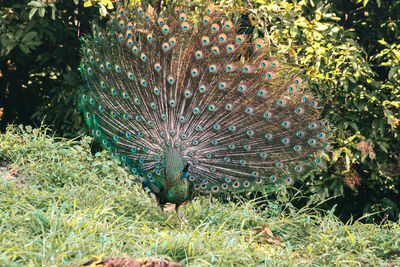 peacock