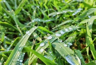 Close-up of wet plant leaves during rainy season