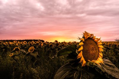 Close-up of sunflower field against sky during sunset