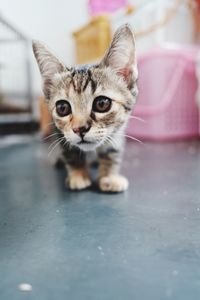 Portrait of tabby kitten