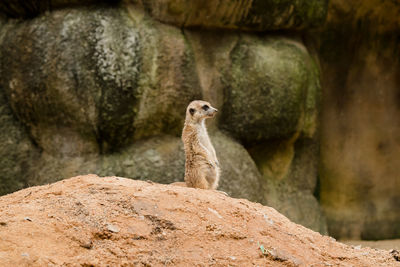 Meerkat looking away while rearing on rock