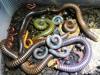 High angle view of tortoise in sea